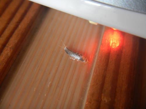 紙魚に電気式蚊取り線香